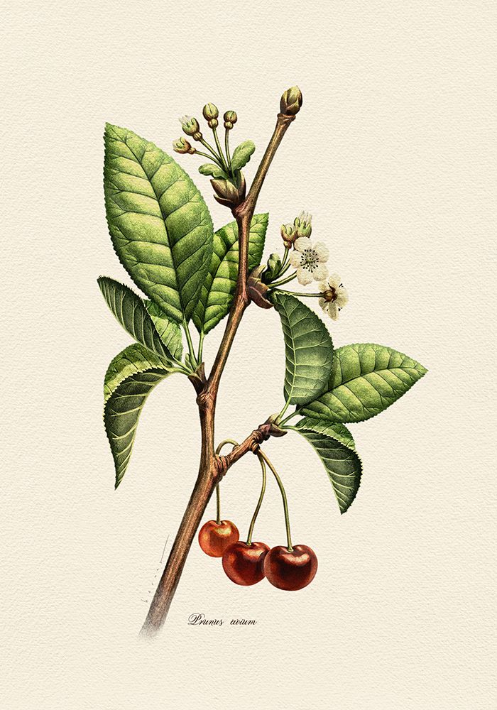 Botany   Prunus Avium art print by Juan Hernaz for $57.95 CAD