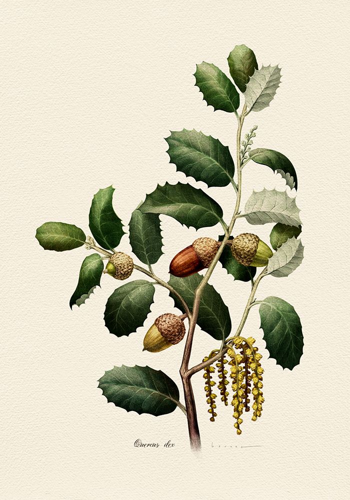 Botany   Quercus Ilex art print by Juan Hernaz for $57.95 CAD