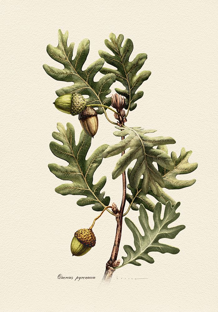 Botany   Quercus Pyrenaica art print by Juan Hernaz for $57.95 CAD