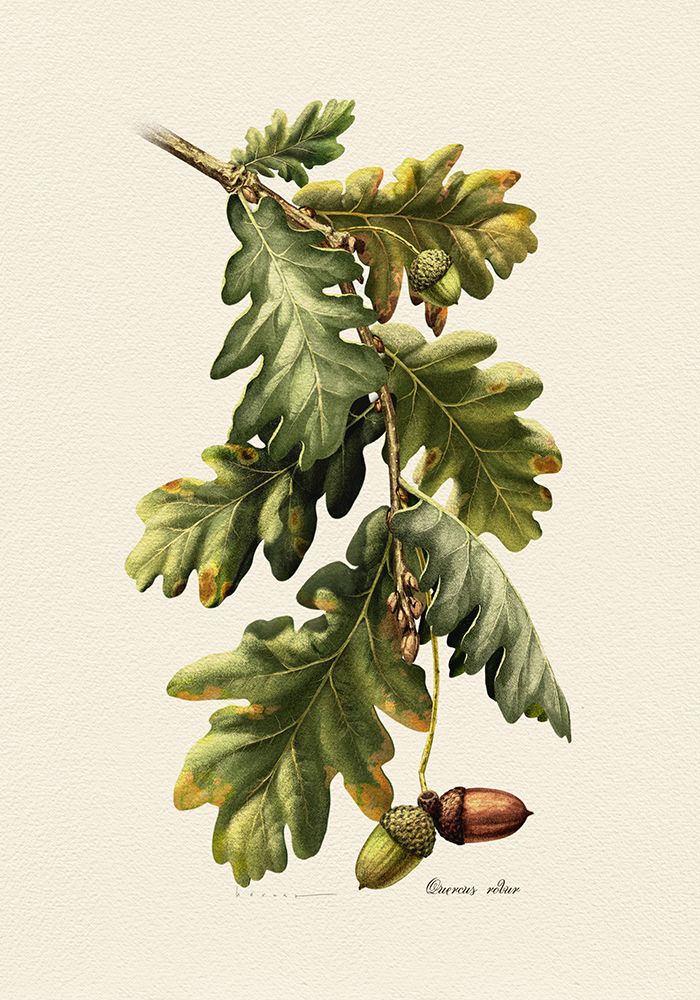Botany   Quercus Robur art print by Juan Hernaz for $57.95 CAD