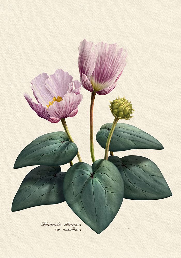 Botany   Ranunculus Cabrerensis art print by Juan Hernaz for $57.95 CAD