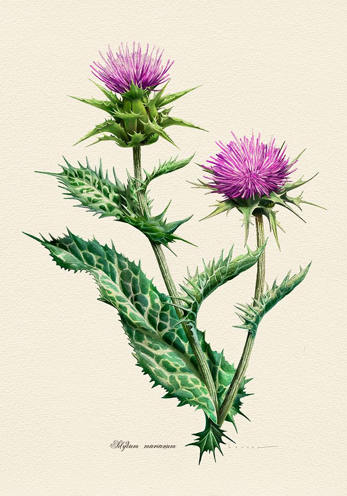 Botany   Silybum Marianum art print by Juan Hernaz for $57.95 CAD