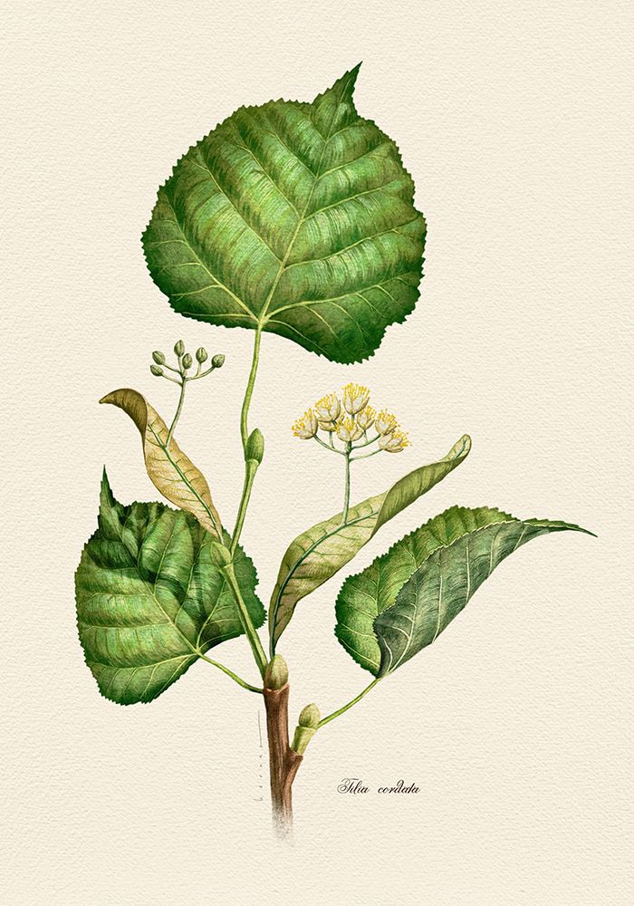 Botany   Tilia Cordata art print by Juan Hernaz for $57.95 CAD