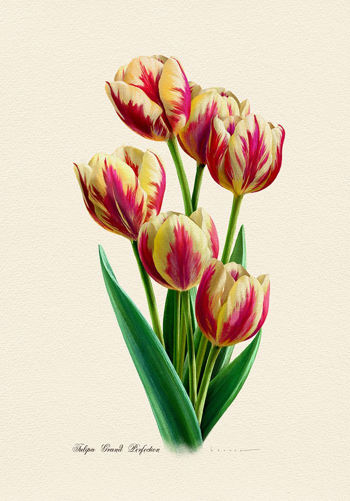 Botany   Tulipa Grand Perfection art print by Juan Hernaz for $57.95 CAD
