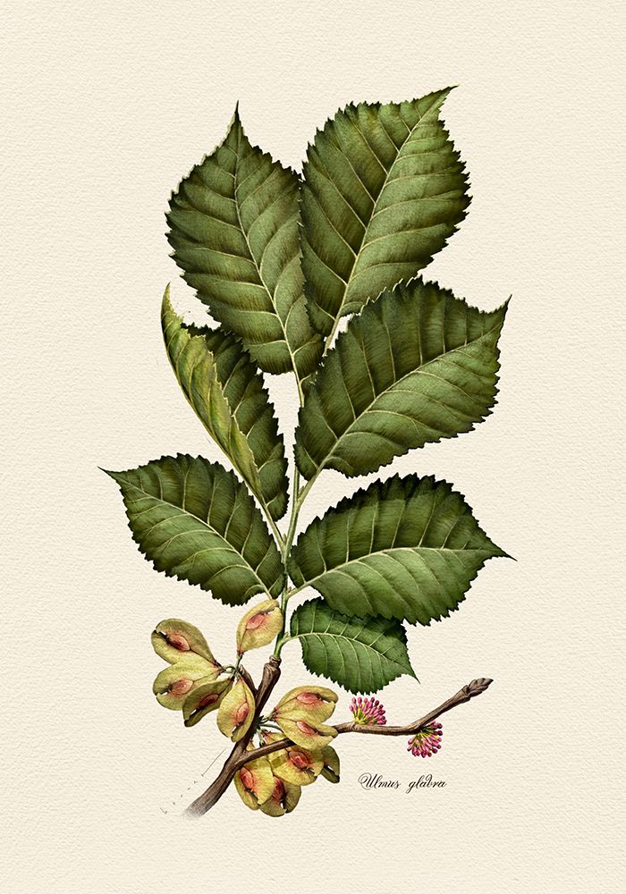 Botany   Ulmus Glabra art print by Juan Hernaz for $57.95 CAD