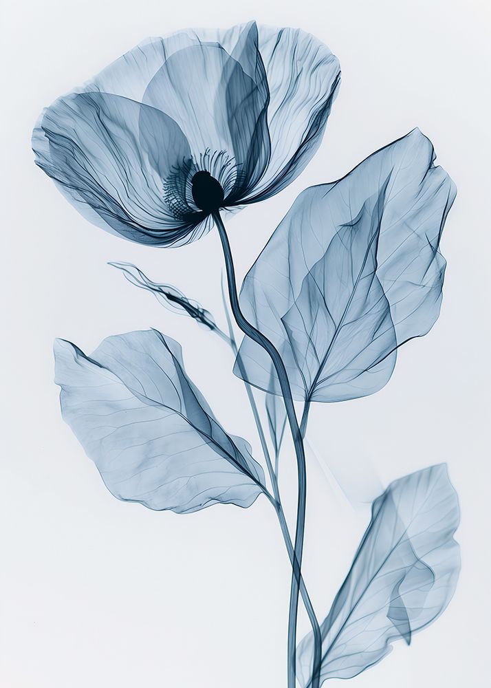 X-Rayed Flower art print by Andreas Magnusson for $57.95 CAD
