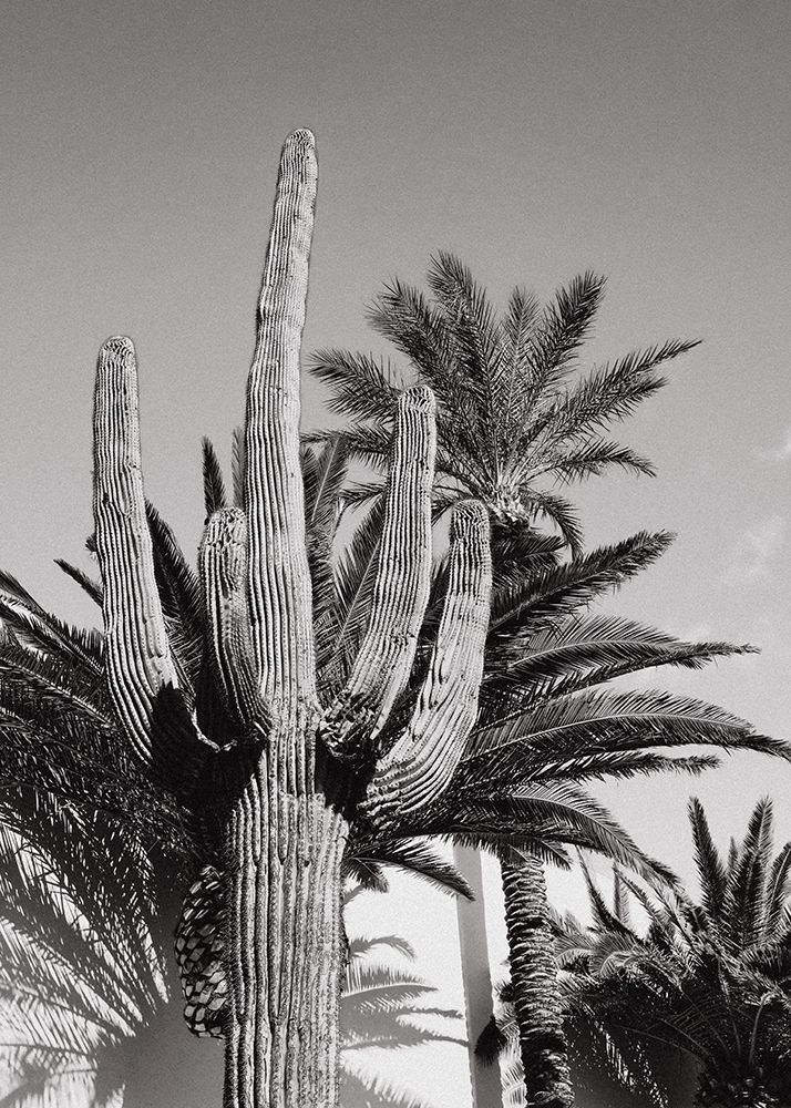 Cactus Bw Las Vegas art print by Pictufy Studio III for $57.95 CAD