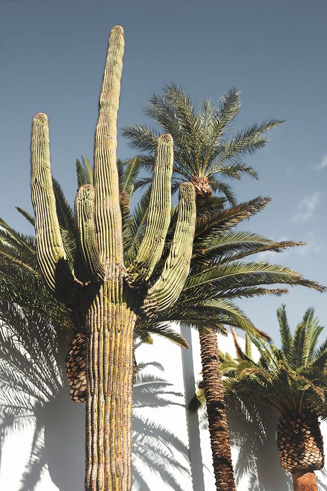 Cactus Las Vegas art print by Pictufy Studio III for $57.95 CAD