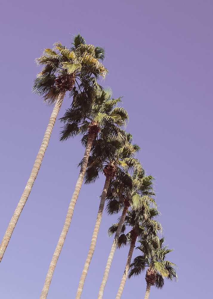 Las Vegas Palm Trees art print by Pictufy Studio III for $57.95 CAD