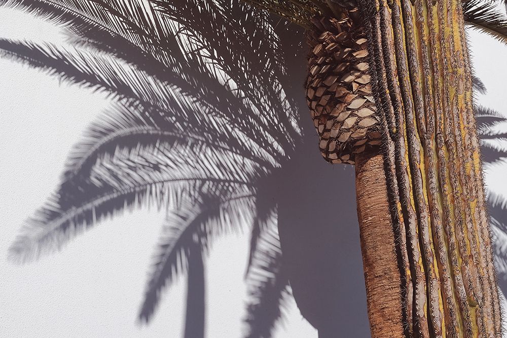 Las Vegas Shadows Palm Tree art print by Pictufy Studio III for $57.95 CAD