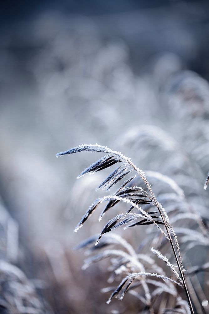 Frosty Morning 5 art print by Mareike Bohmer for $57.95 CAD