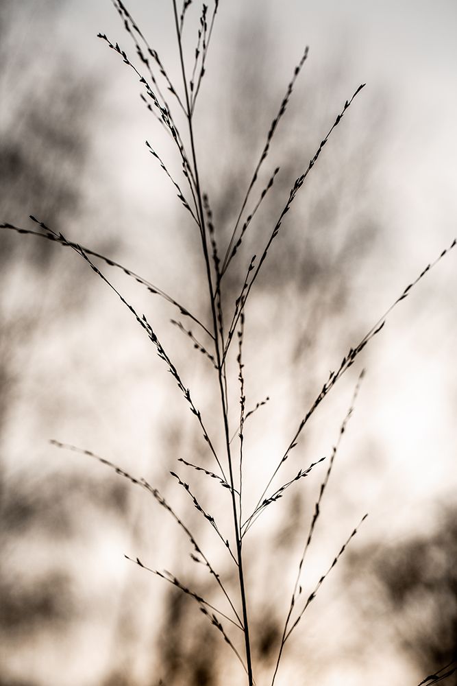 Grass 17 art print by Mareike Bohmer for $57.95 CAD
