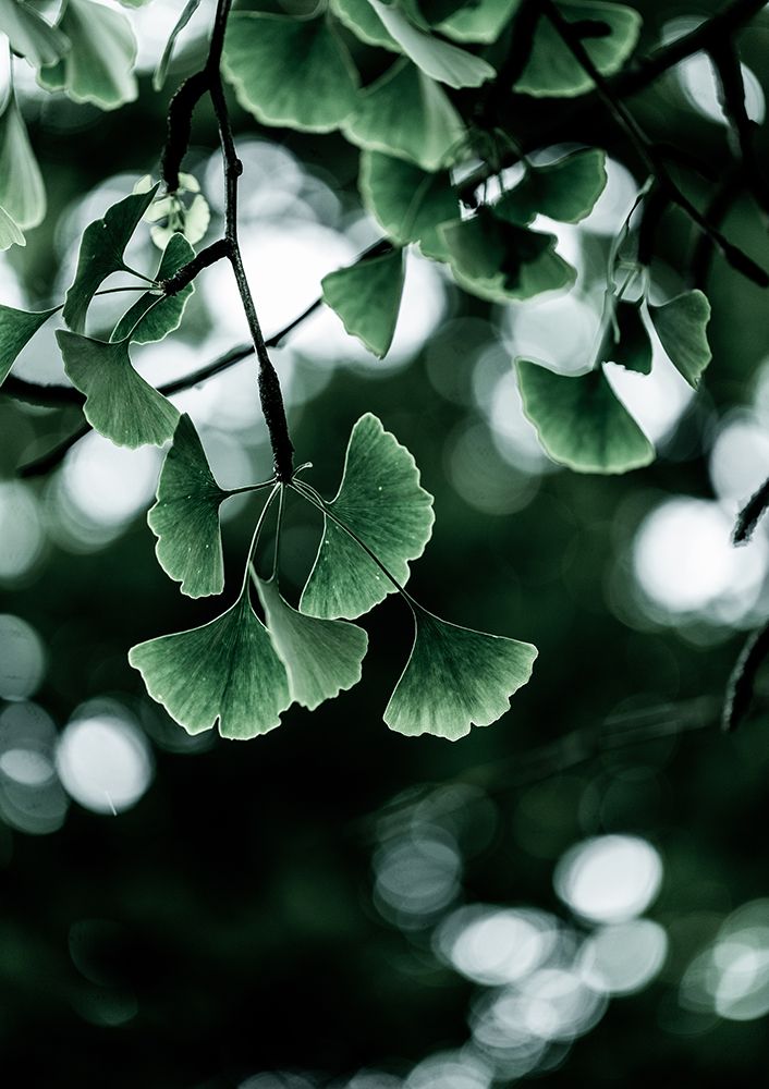 Ginko 1 art print by Mareike Bohmer for $57.95 CAD