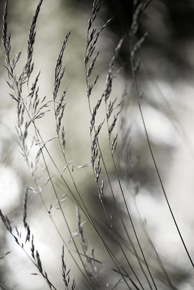 Summer Grass 1 art print by Mareike Bohmer for $57.95 CAD