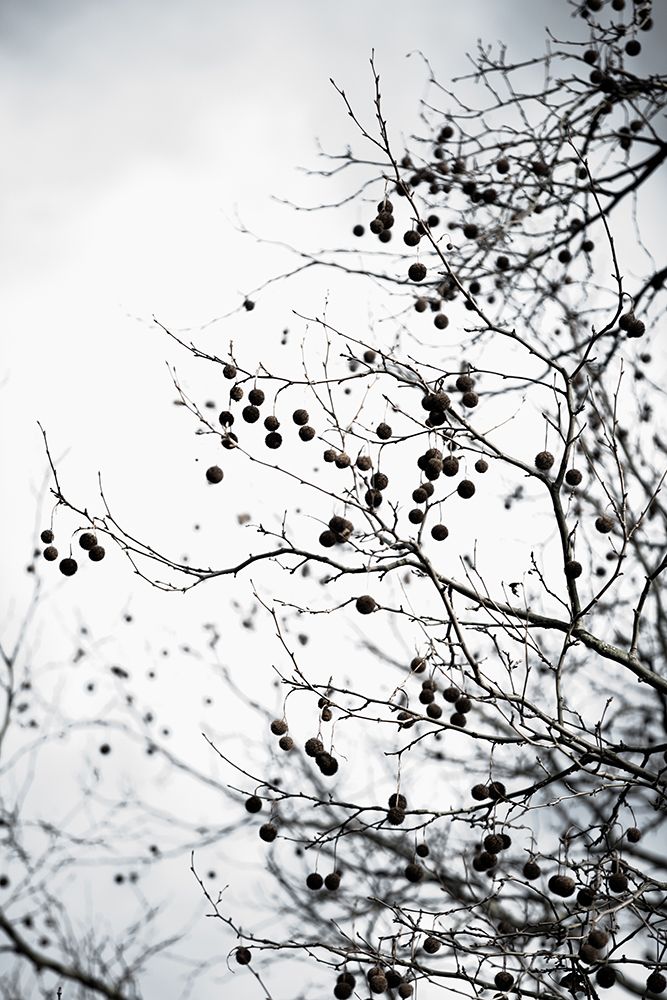 Winter Silhouettes 6 art print by Mareike Bohmer for $57.95 CAD