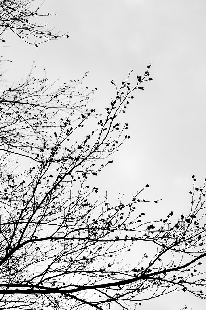 Winter Silhouettes 7 art print by Mareike Bohmer for $57.95 CAD