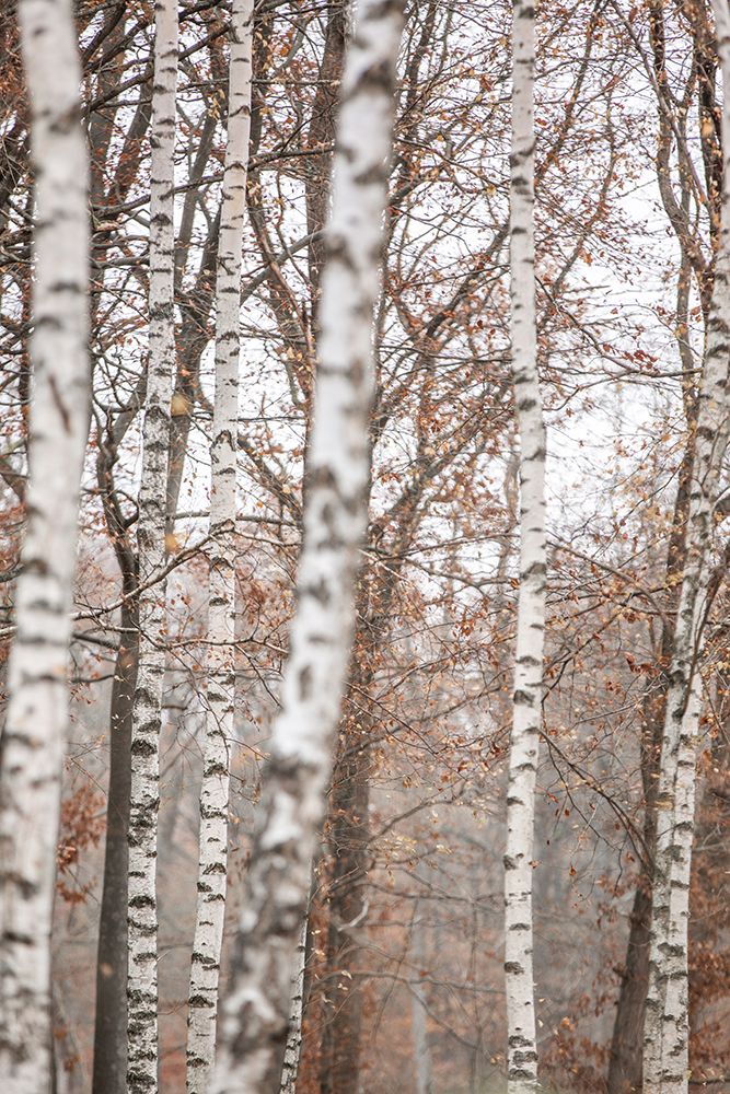 Birch Trees 6 art print by Mareike Bohmer for $57.95 CAD