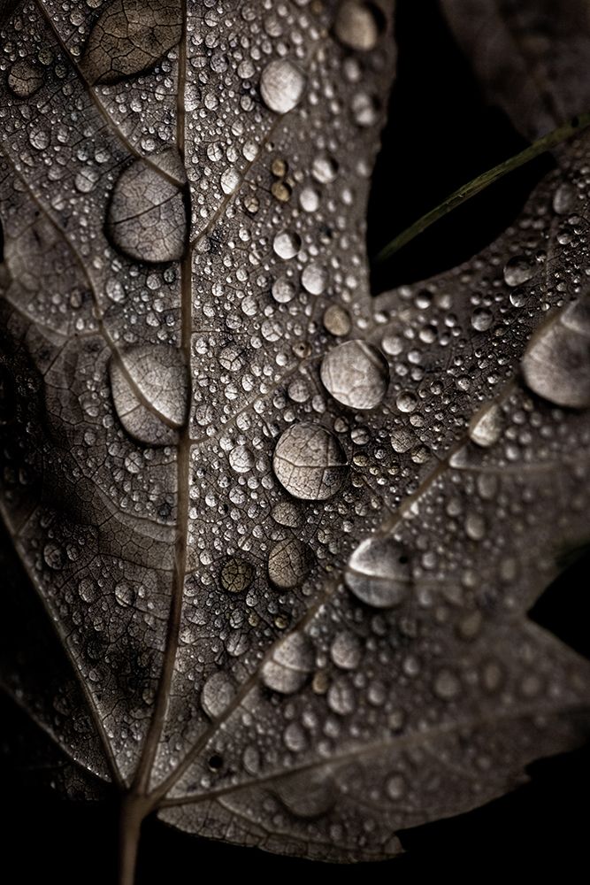 Rainy Fall art print by Mareike Bohmer for $57.95 CAD