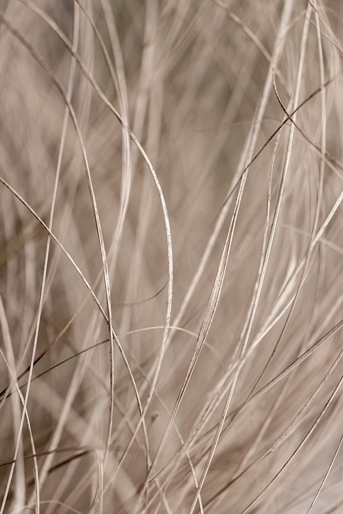 Summer Grass 3 art print by Mareike Bohmer for $57.95 CAD