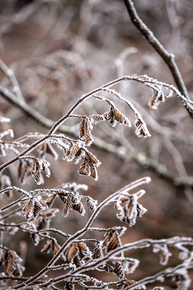 Winter Branches 18 art print by Mareike Bohmer for $57.95 CAD