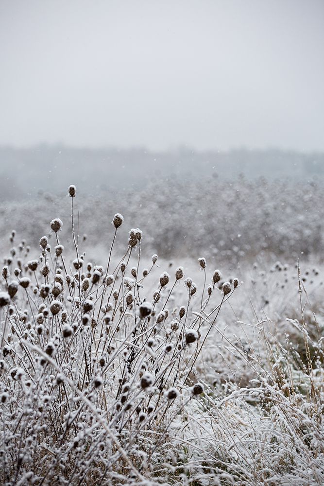 Winter Field 4 art print by Mareike Bohmer for $57.95 CAD