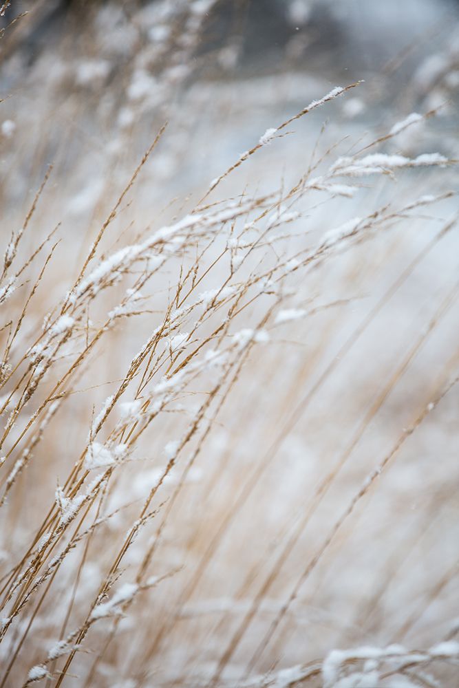 Winter Grass art print by Mareike Bohmer for $57.95 CAD