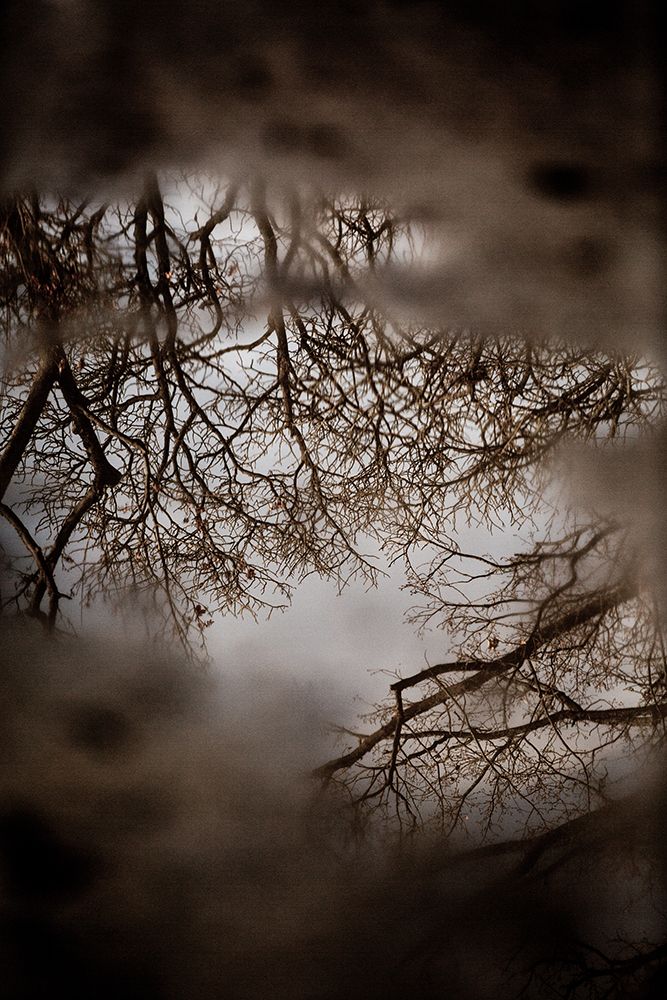 Winter Reflections art print by Mareike Bohmer for $57.95 CAD
