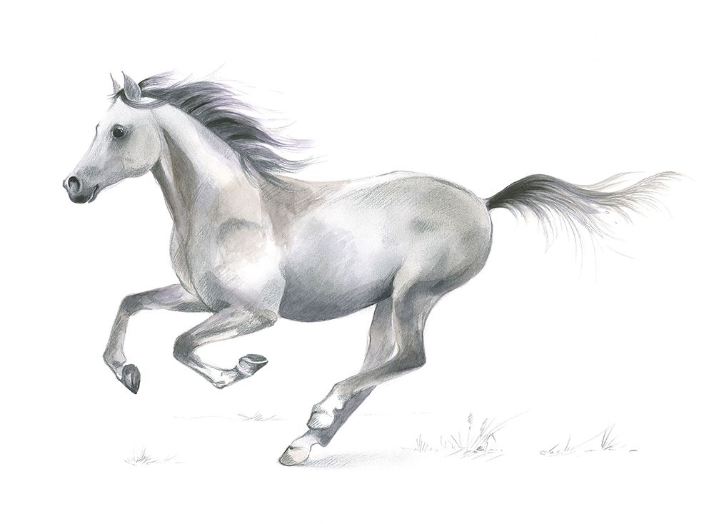 Horse  Study art print by Isabelle Brent for $57.95 CAD