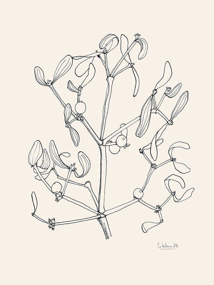 Misteltoe ink drawing art print by Catalina Somolinos for $57.95 CAD
