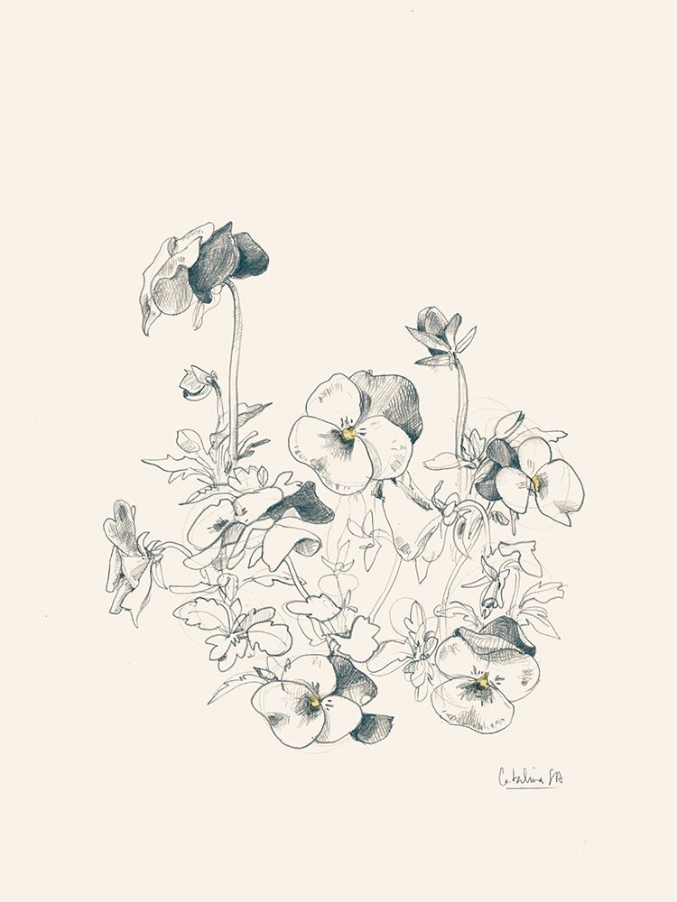Pansies pencil drawing art print by Catalina Somolinos for $57.95 CAD