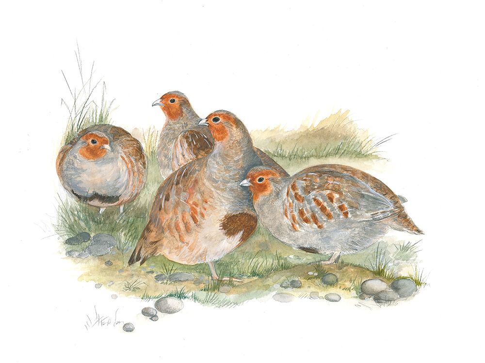 Four Partridges art print by Isabelle Brent for $57.95 CAD