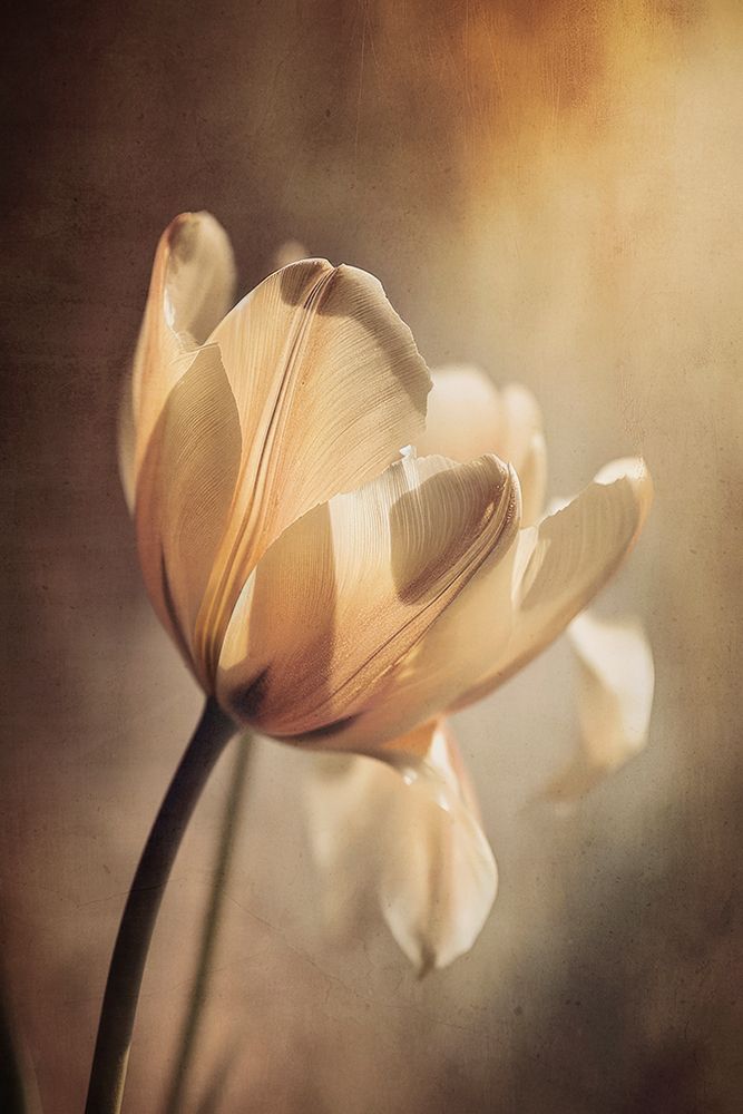 Pastel Tulip art print by Treechild for $57.95 CAD