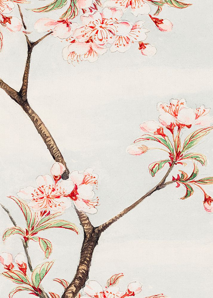 Sakura Cherry During 1870a├éΓé¼├éΓÇ£1880 art print by Megata Morikaga for $57.95 CAD