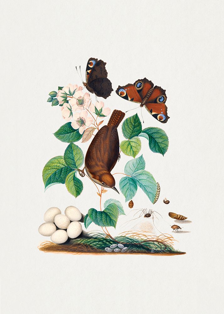 House Wren art print by James Bolton for $57.95 CAD