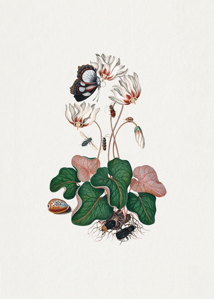 Cyclamen art print by James Bolton for $57.95 CAD