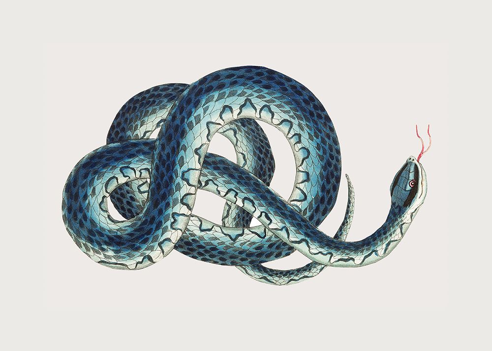 Fasciated Snake art print by George Shaw for $57.95 CAD