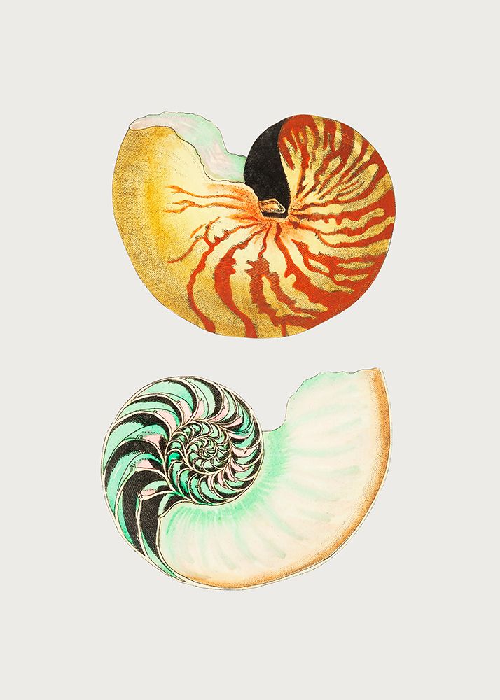Great Nautilus art print by George Shaw for $57.95 CAD