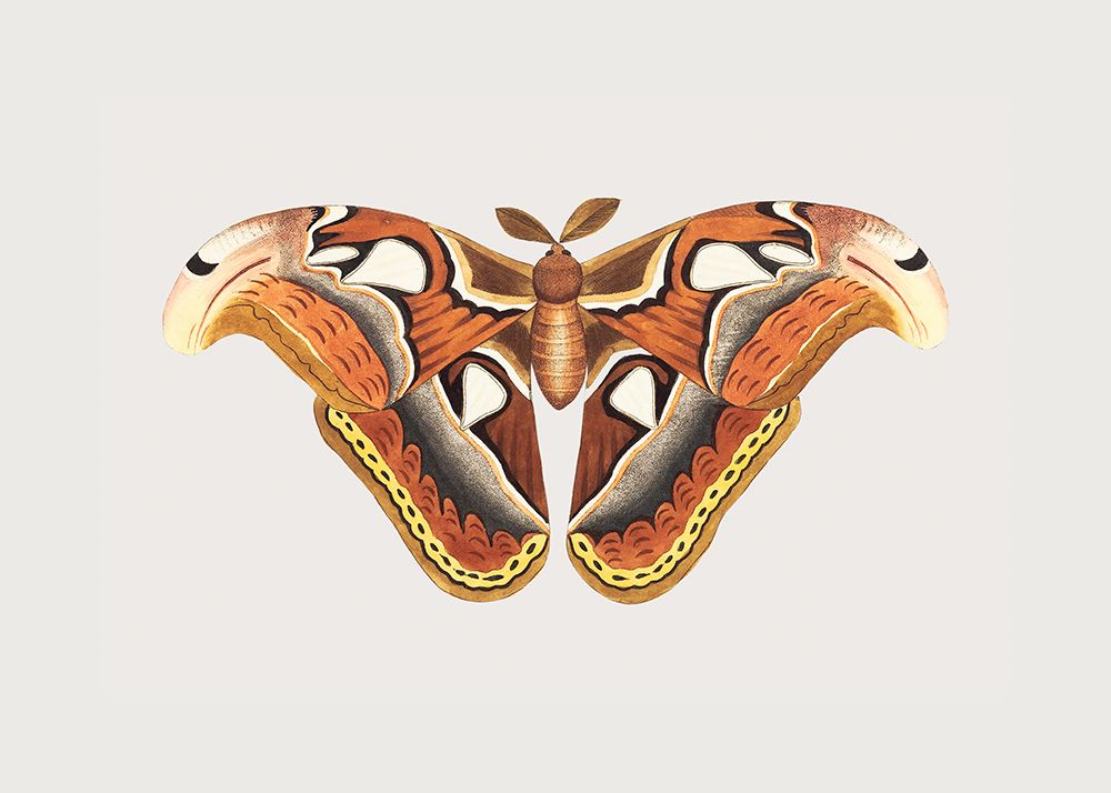Atlas Moth art print by George Shaw for $57.95 CAD
