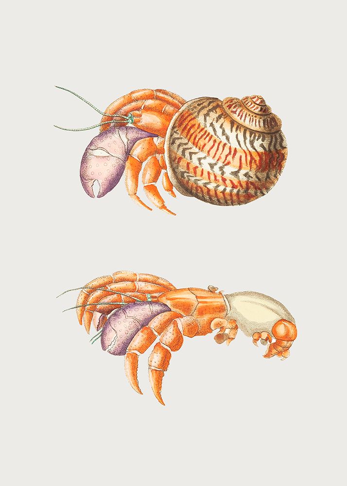 Diogenes Crab art print by George Shaw for $57.95 CAD