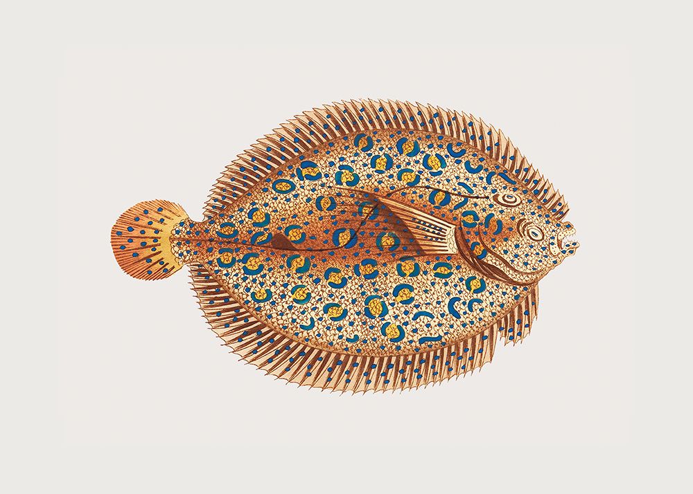 Argus Flounde art print by George Shaw for $57.95 CAD
