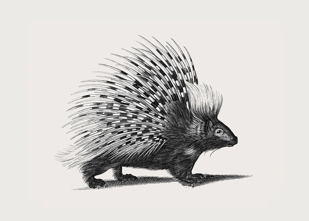 Illustration of Porcupine art print by George Shaw for $57.95 CAD