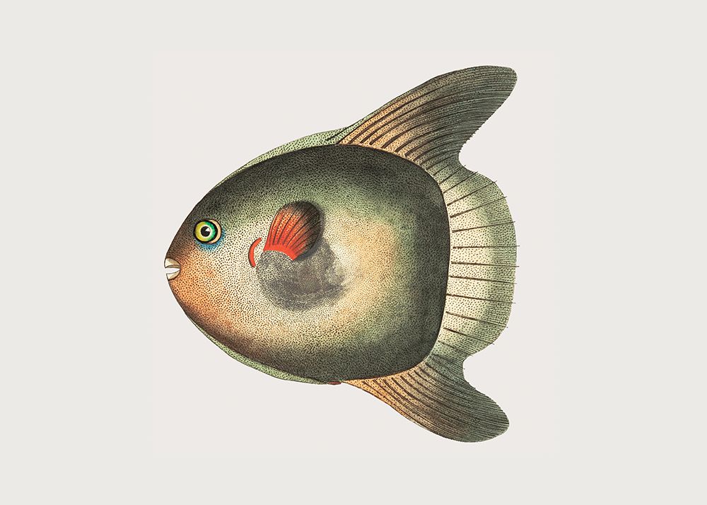 Short Sun Fish art print by George Shaw for $57.95 CAD