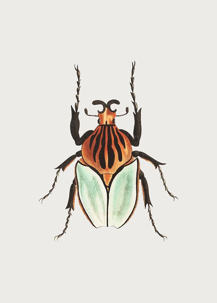 Cacique Beetle art print by George Shaw for $57.95 CAD
