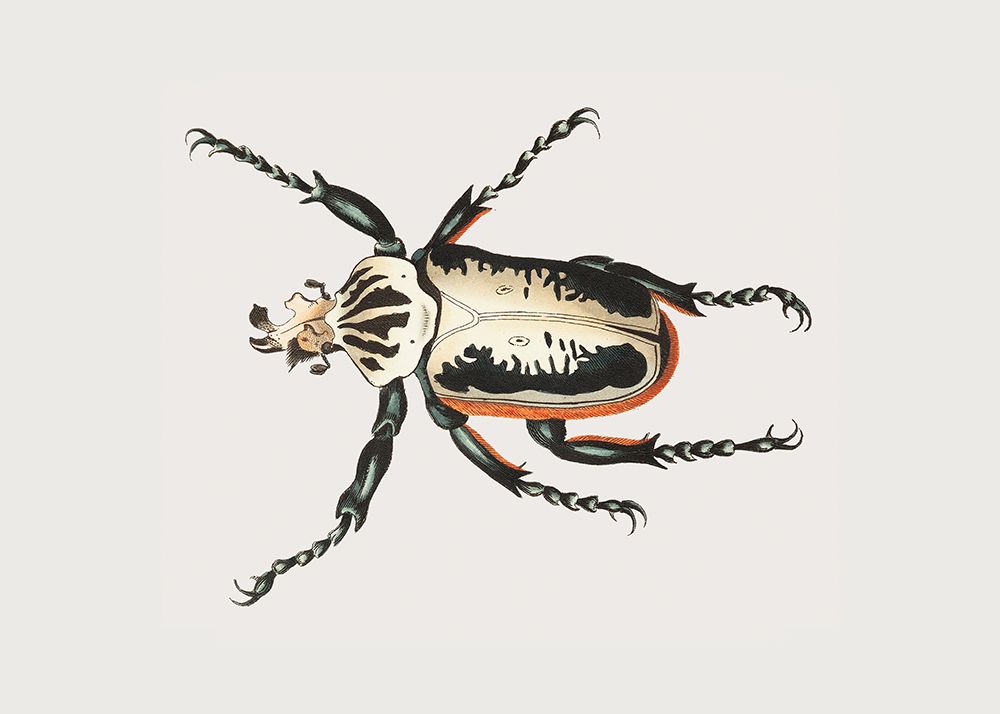 Goliath Beetle art print by George Shaw for $57.95 CAD