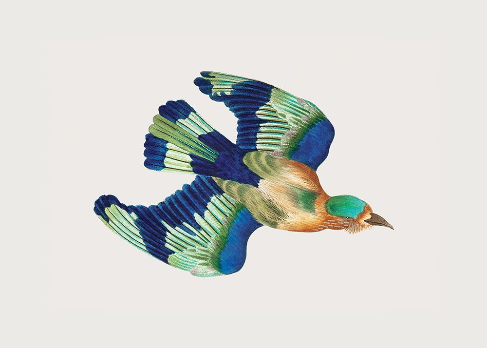 Ceylonese Roller art print by George Shaw for $57.95 CAD