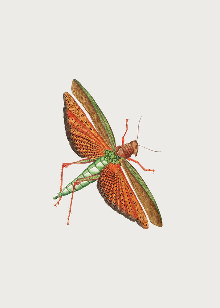 Imperial Locust art print by George Shaw for $57.95 CAD