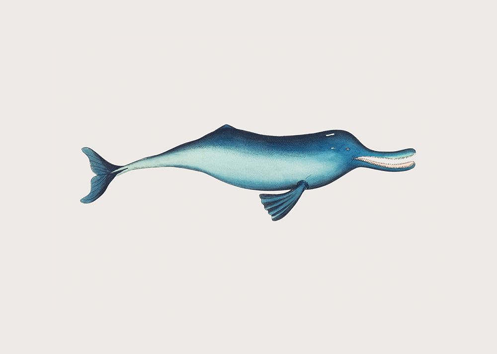 Gangetic Dolphin art print by George Shaw for $57.95 CAD