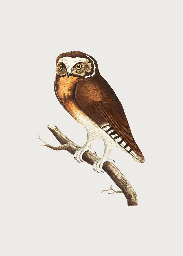 White Fronted Owl art print by George Shaw for $57.95 CAD