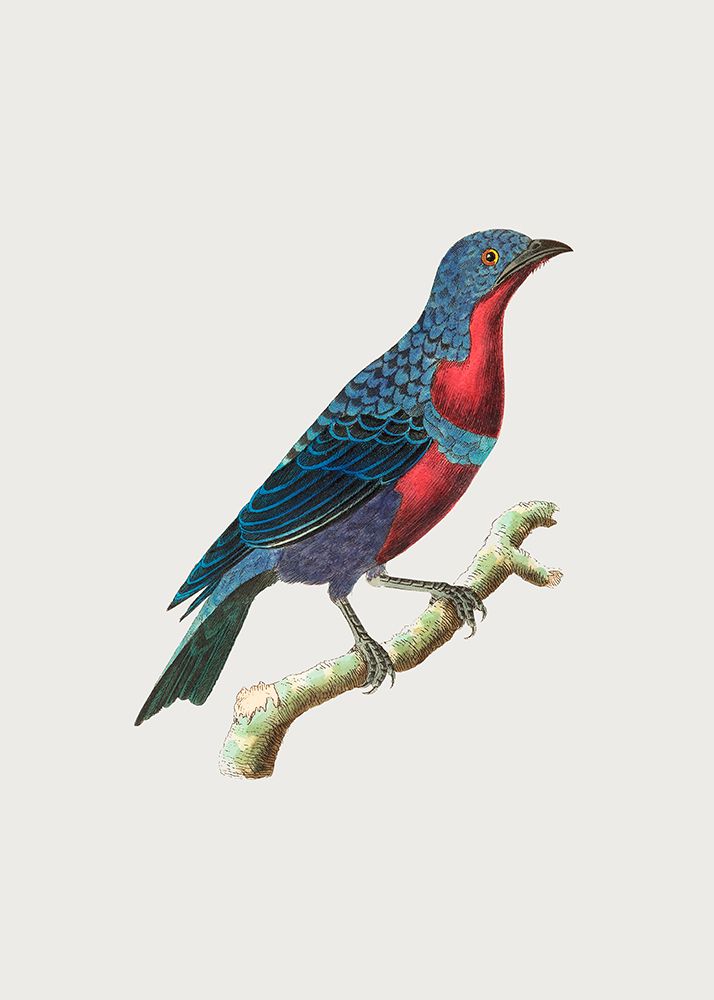 Purple Breasted Chatterer art print by George Shaw for $57.95 CAD