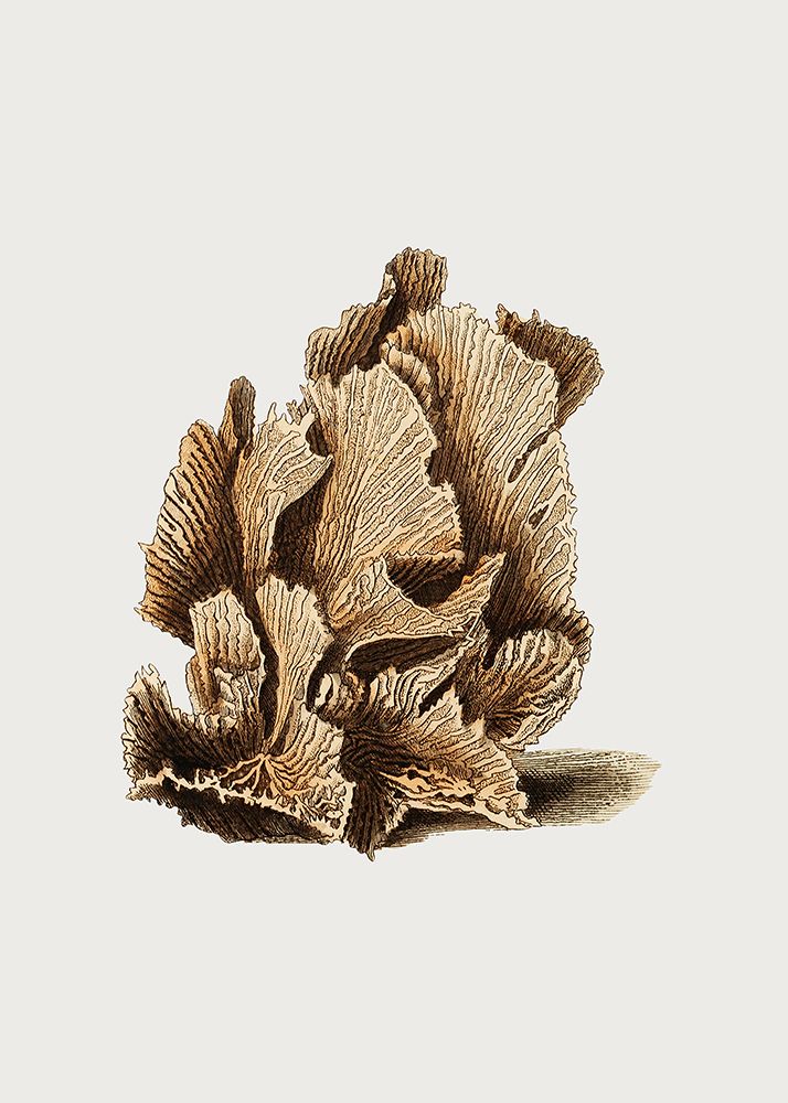 Lettuce Madrepore art print by George Shaw for $57.95 CAD